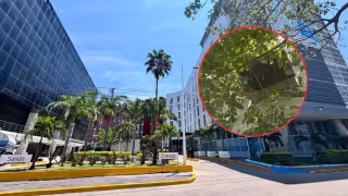 Peligro latente: enjambres de abejas invaden hotel abandonado de Ciudad del Carmen