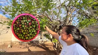 Lluvias y sequía hunden la producción de ciruela chiabal en Hopelchén