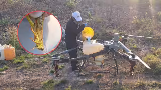 Combaten con drones manga de langostas en Tenabo; plaga invade hasta 7 hectáreas