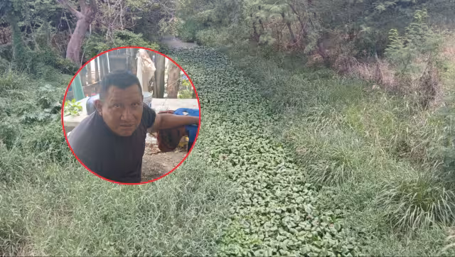 Piden limpiar dren y retirar enjambre de abejas en colonia Fertimex