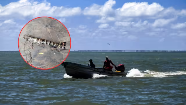 La especie es considerada invasora y podría afectar el ecosistema marino.