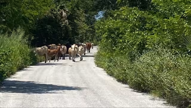Piden a ganaderos reforzar cercos y evitar que animales escapen.
