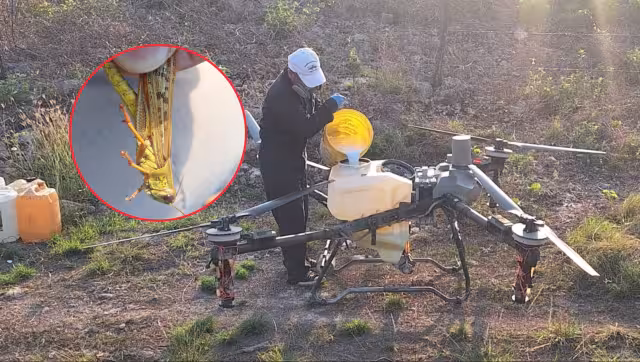 Detectan manga de langostas en Tenabo que abarcó hasta 7 hectáreas.