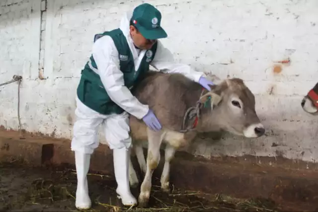 Más de 450 casos en bovinos: gusano barrenador avanza en Campeche
