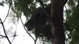 Captan a un mono dentro del Panteón Municipal Los Olivos en Cancún (Video)