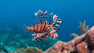 ¡Come pez león y salva los arrecifes! Campeche y Yucatán acuerdan frenar invasión marina en el Golfo