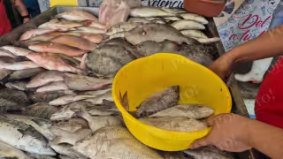 Chachí y cojinuda, los pescados más baratos y buscados durante Cuaresma 2026 en Campeche