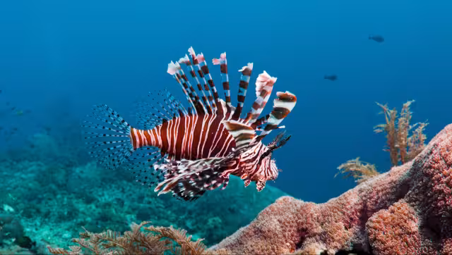 El Parque Nacional Arrecifes del Golfo de México Sur acordó impulsar un diagnóstico pesquero en Campeche.