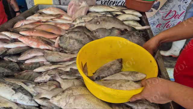 El chachí y la cojinuda son los pescados más demandados en esta Cuaresma por su precio accesible.