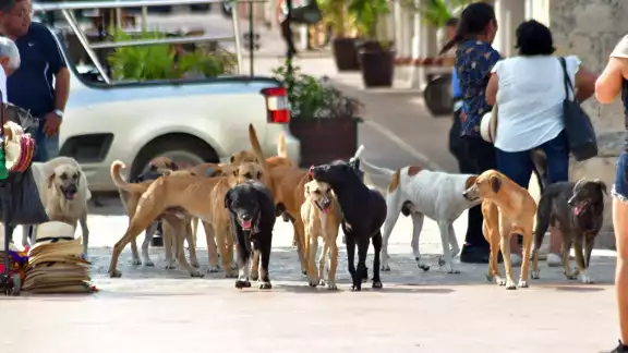 Tener un animal en la calle sin la compañía de un humano, correa o collar, constituye una multa, que corresponde al municipio aplicarla. Tener un animal en la calle sin la compañía de un humano, correa o collar, constituye una multa, que corresponde al municipio aplicarla.