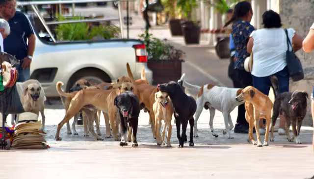 Tener un animal en la calle sin la compañía de un humano, correa o collar, constituye una multa, que corresponde al municipio aplicarla.
