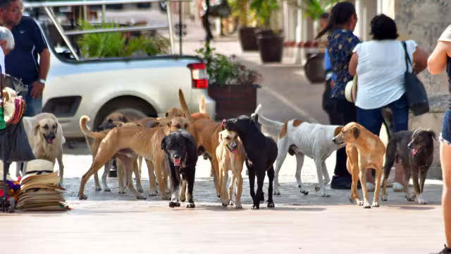 Tener un animal en la calle sin la compañía de un humano, correa o collar, constituye una multa, que corresponde al municipio aplicarla.