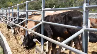 Avalan en Campeche el uso de hongos para control de garrapatas en ganado