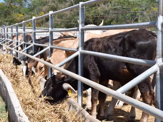 El uso de químicos afecta a los animales tarde o temprano.