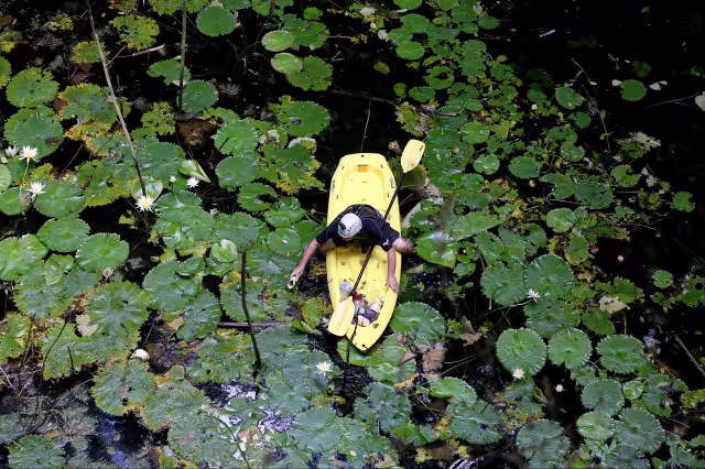 Gobierno prohíbe nuevas granjas porcícolas y aplica monitoreo científico por daños ambientales y a la salud