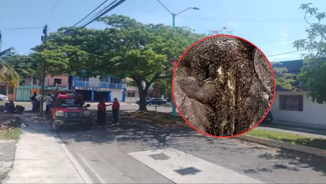 Bomberos activan operativo en primaria de Chetumal por abejas africanizadas
