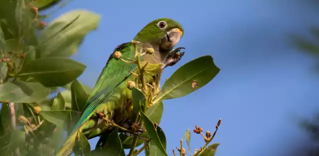 K’ili: el perico sagrado de la cultura maya que lucha por sobrevivir