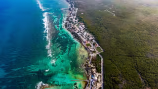 Manglares de Mahahual: ¿Cuál es su importancia y por qué deben ser protegidos?
