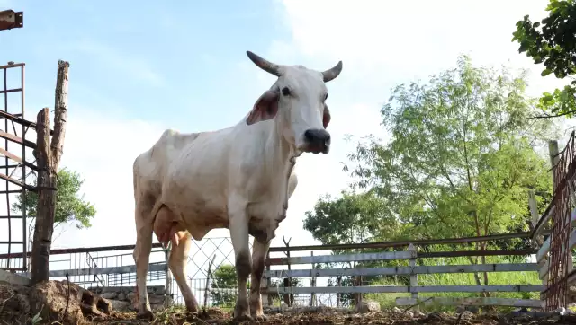 Alerta pecuaria en Yucatán: 1,307 casos de gusano barrenador y Tizimín a la cabeza