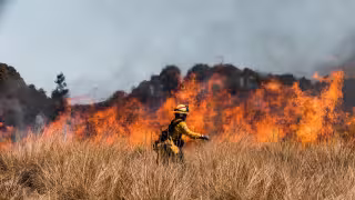 Incendios forestales ponen en riesgo la vegetación campechana; van 5 este 2026