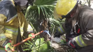 Heroico Cuerpo de Bomberos remueve un panal de abejas en avenida Tulum de Cancún