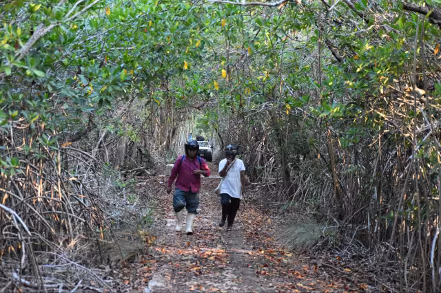 Van por el rescate internacional de la Selva Maya y la apicultura en Yucatán