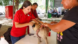 Caravanas de Bienestar Animal de Cancún: Fechas para las esterilizaciones gratuitas y registros