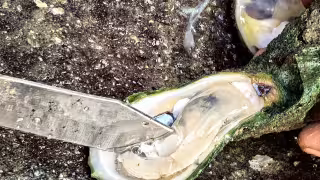 ¿Hay riesgo? Descartan contaminación en moluscos de Carmen tras derrame en el Golfo