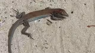 El Área Natural Protegida es el único sitio donde abundan