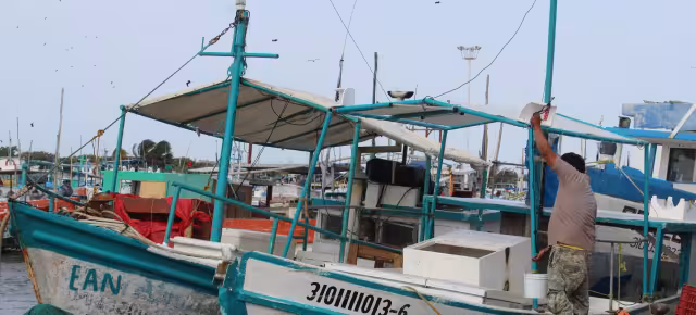 Después de semanas de incertidumbre, la escama logra un equilibro en cantidad y precio