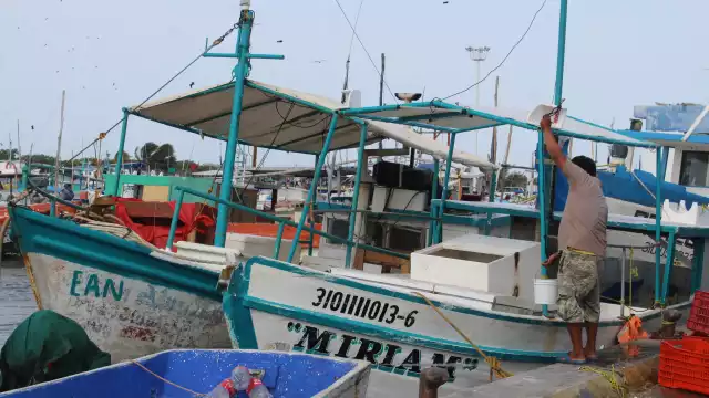 Después de semanas de incertidumbre, la escama logra un equilibro en cantidad y precio