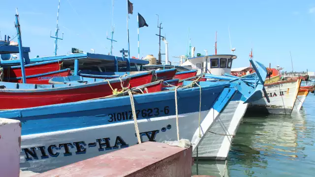 Confían en que el precio de esta especie sea bueno, debido a que es temporada de alta demanda