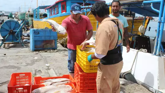 El sector pesquero solicita a empresarios y marineros acatar la prohibición de captura de escama El sector pesquero solicita a empresarios y marineros acatar la prohibición de captura de escama