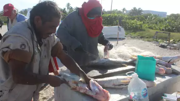 Debido al clima y la naturaleza de este molusco los pescadores comienzan a bajar las jimbas Debido al clima y la naturaleza de este molusco los pescadores comienzan a bajar las jimbas