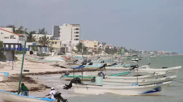 Cooperativas del puerto de Progreso han registrado un incremento de hasta 40% de escama