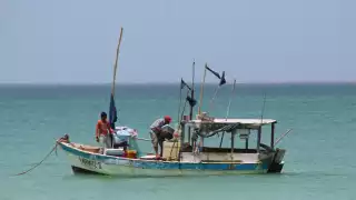 Captura de pulpo en Yucatán, aún rentable pese a la temporada baja