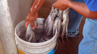 Pulpo maya busca conquistar más mercados: supera la última fase de evaluación para obtener sello internacional