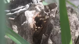 Ataques de abejas y avispas mantienen en alerta a Quintana Roo; suman 736 atenciones en el año