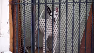 Advierten multas en Campeche a quien exponga a mascotas ante el frío