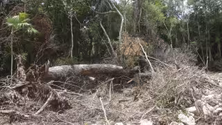 Quintana Roo perdió 660 mil hectáreas de selva en 25 años