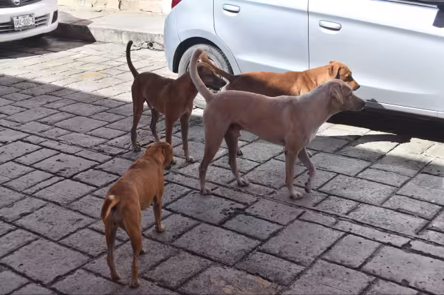 No existe un tratamiento específico contra el virus, ya que se trata de una infección viral