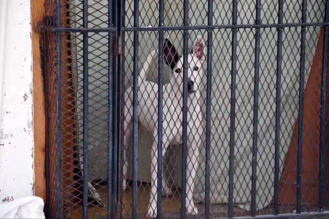 Dejar mascotas al frío en Campeche es delito y puede costar hasta 24 mil pesos