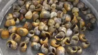 Las chivitas, además de ser un ingrediente de deliosos manjares, también se utilizan para hacer artesanías con sus conchas