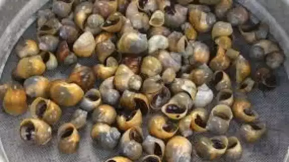 Las chivitas, además de ser un ingrediente de deliosos manjares, también se utilizan para hacer artesanías con sus conchas Las chivitas, además de ser un ingrediente de deliosos manjares, también se utilizan para hacer artesanías con sus conchas