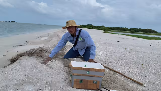 Refuerzan protección de tortugas marinas en Campeche ante temporada de anidación 2026
