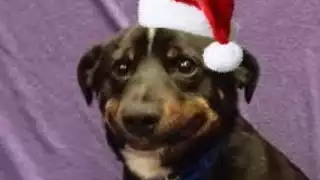 Los memes de navidad son el toque humorístico a esta celebración en las redes sociales