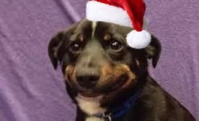 Los memes de navidad son el toque humorístico a esta celebración en las redes sociales