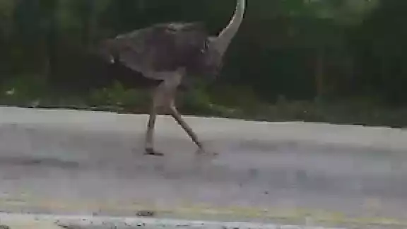 Captan a un avestruz en la carretera de Kimbila-Izamal