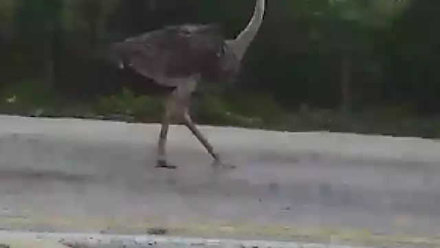 Captan a un avestruz en la carretera de Kimbila-Izamal