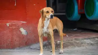 Casos de perros con parvovirus  incrementan un 40% en Yucatán